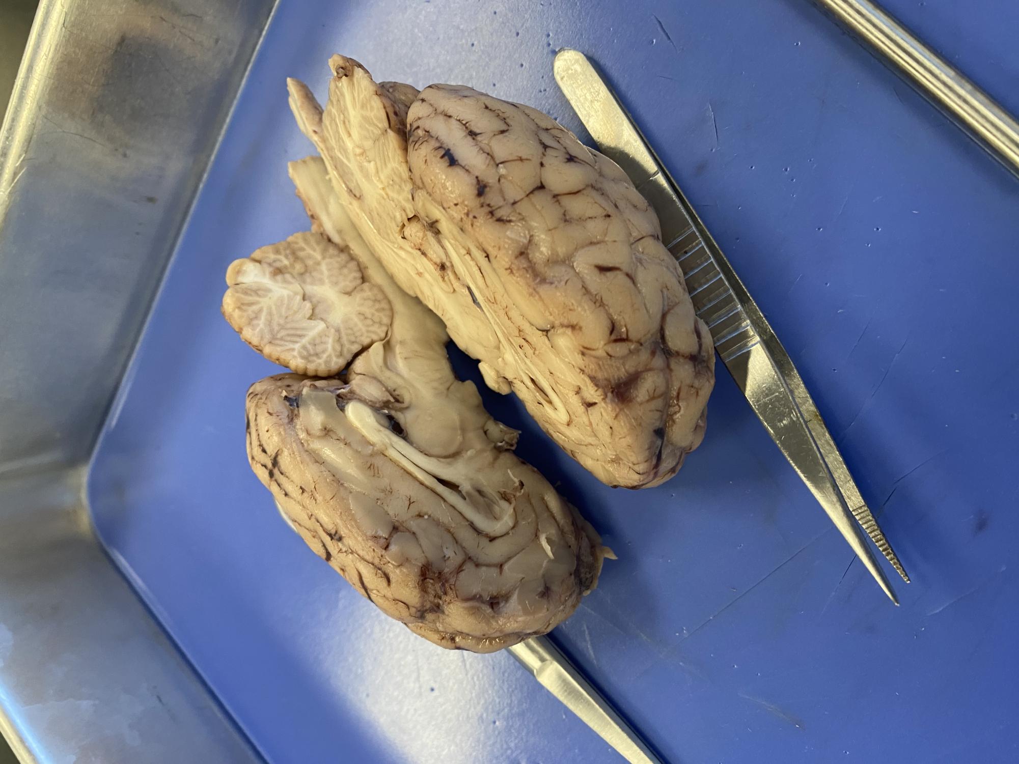 Bisected sheep brain in Ms. Montalto's classroom.